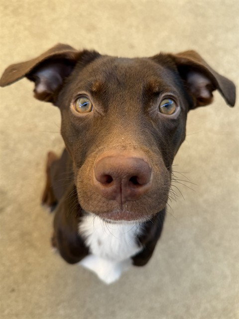 *SUNSERA, an adoptable Pit Bull Terrier in Sacramento, CA