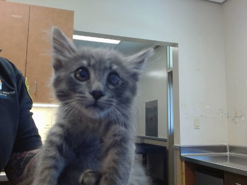 *LARK, an adoptable Domestic Medium Hair in Sacramento, CA