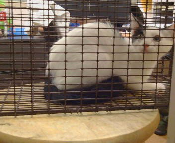 *LIDDY, an adoptable Domestic Short Hair in Sacramento, CA