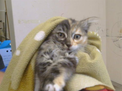 *MOANA, an adoptable Domestic Short Hair in Sacramento, CA