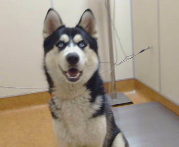*Nanook