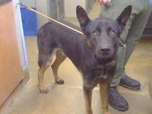 Caspian
