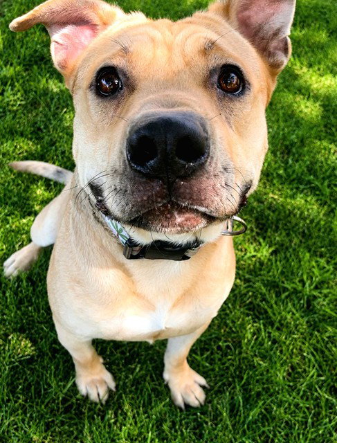 picture of the dog needing adoption