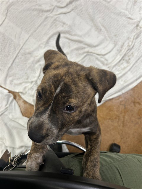 NOVA