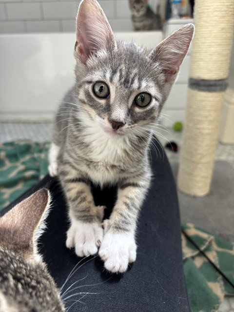*Pepper