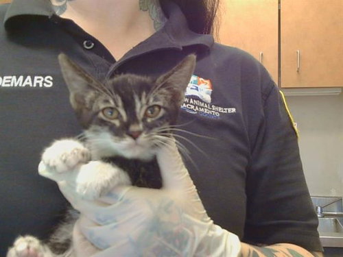 *Corbin