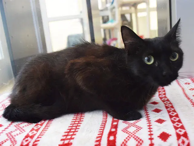 Chick - Domestic Short Hair
