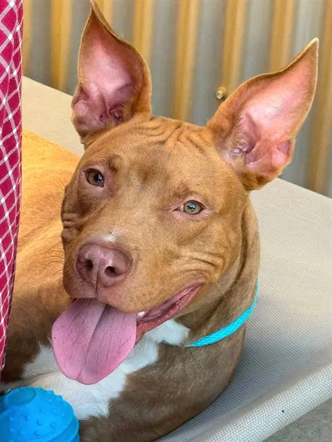 Unknown - Pit Bull Terrier