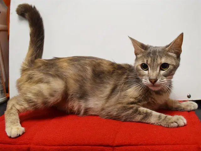 Roz - Domestic Medium Hair