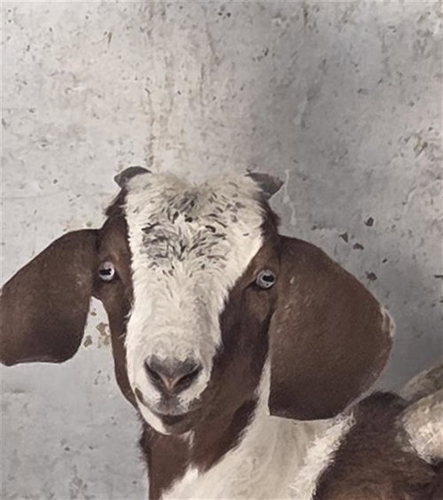 A925198 - Goat / Boer available for adoption