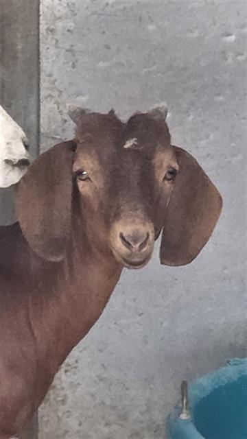 A925199 - Goat / Boer available for adoption