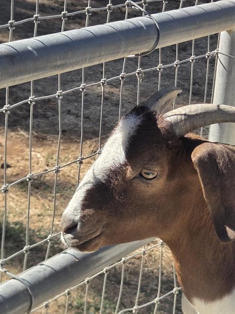 A925201 - Goat / Boer available for adoption
