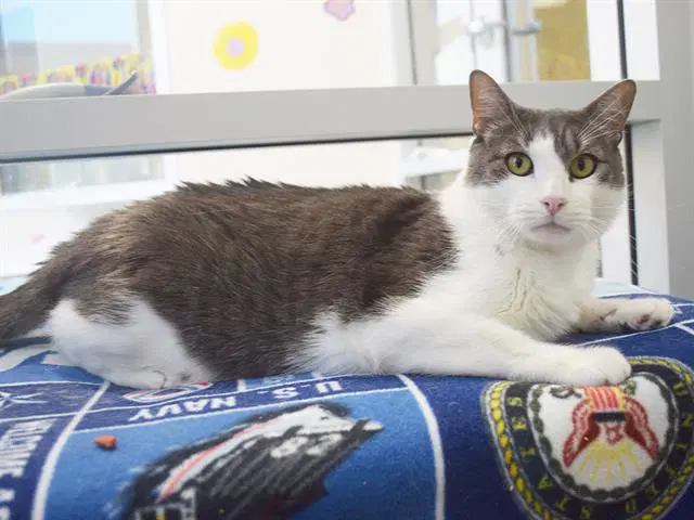 Wilson - Domestic Short Hair