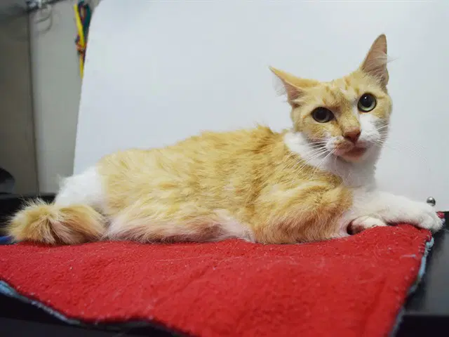 Unknown - Domestic Medium Hair