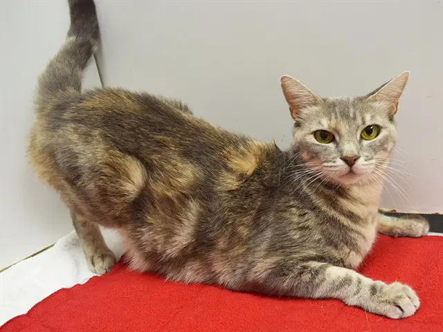 Kanga - Domestic Short Hair