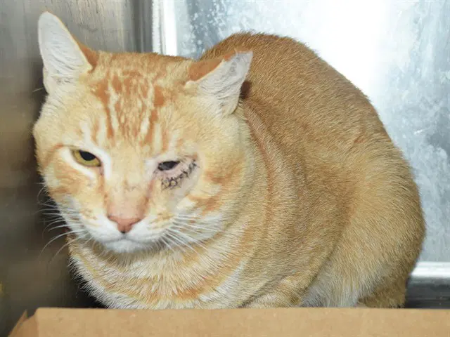 Captain Barn Cat - Domestic Short Hair