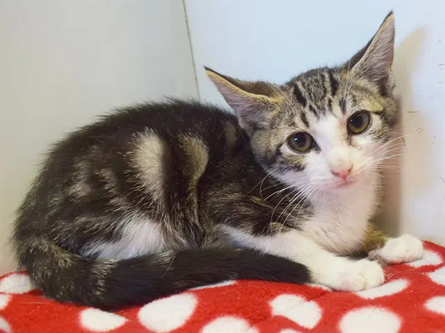 Unknown - Domestic Short Hair