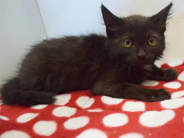 Unknown - Domestic Medium Hair