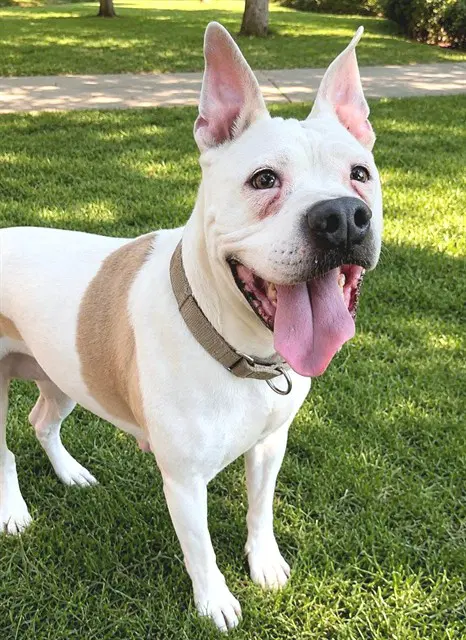 Mamas - Pit Bull Terrier