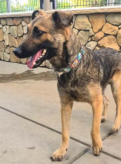 Shinji - German Shepherd Dog