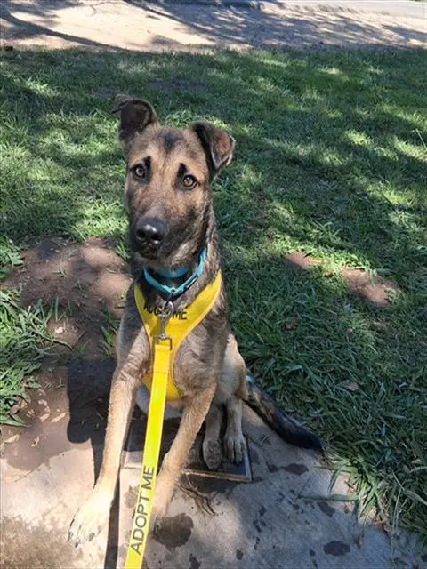Shinji - German Shepherd Dog