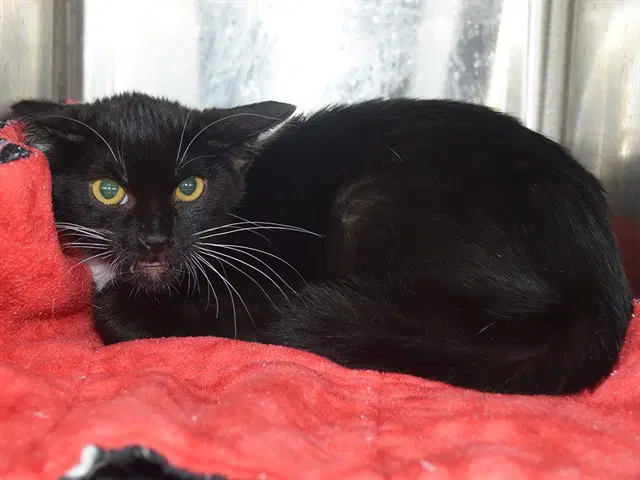 Bruce - Domestic Short Hair