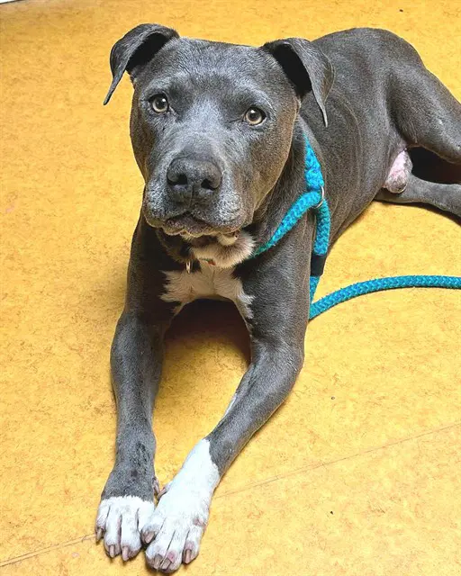 Boone - Pit Bull Terrier