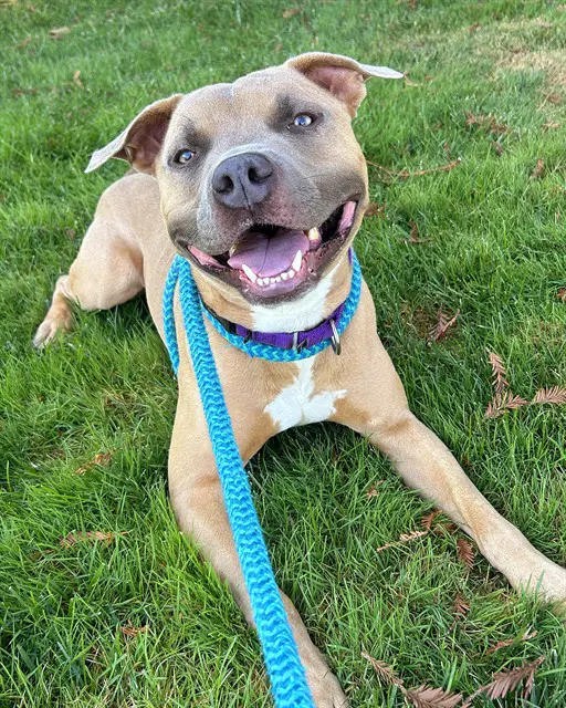 Mack - Pit Bull Terrier