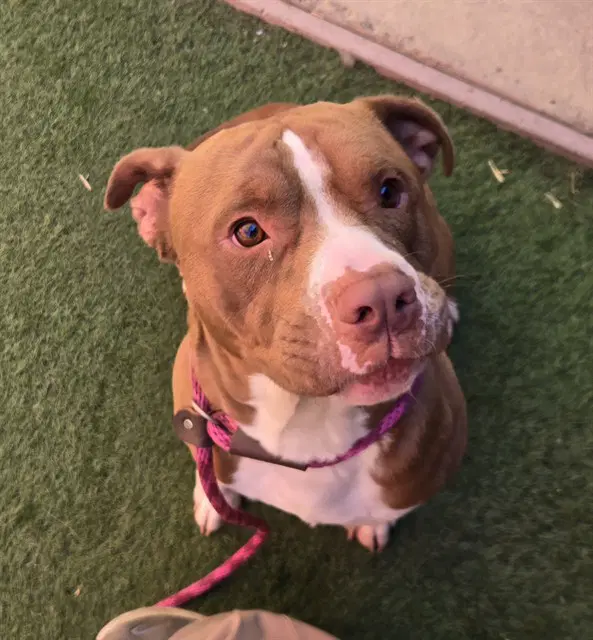 Harry Styles - Pit Bull Terrier