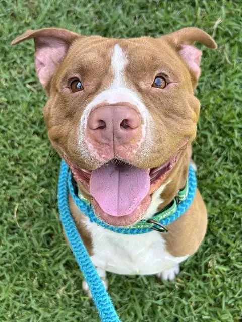 Harry Styles - Pit Bull Terrier