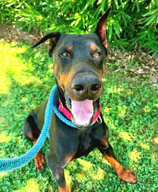 Snuffleupagus - Doberman Pinscher