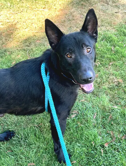 Bert - German Shepherd Dog