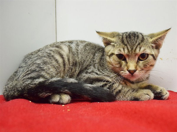 AZRIEL