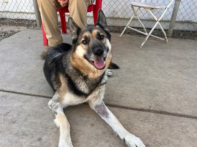 Peach Bellini - German Shepherd Dog