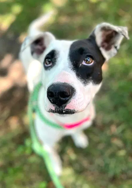 Sheba - Pit Bull Terrier