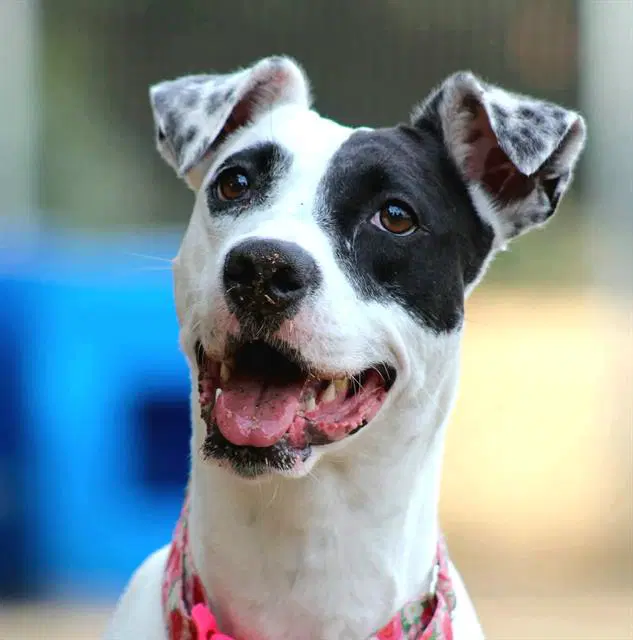 Sheba - Pit Bull Terrier