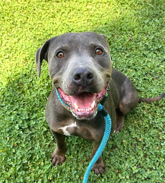 Gunter - Pit Bull Terrier