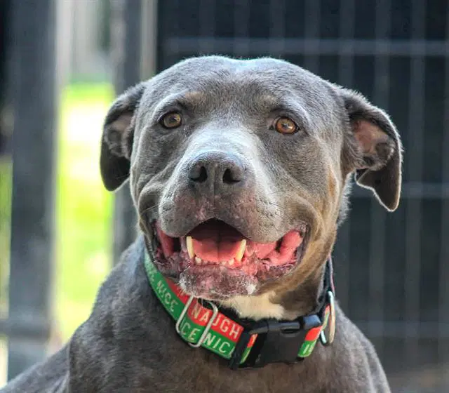 Gunter - Pit Bull Terrier