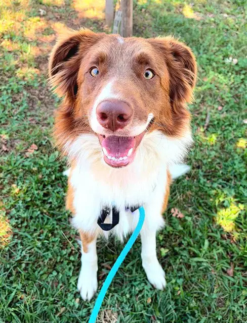 Gonger - Border Collie