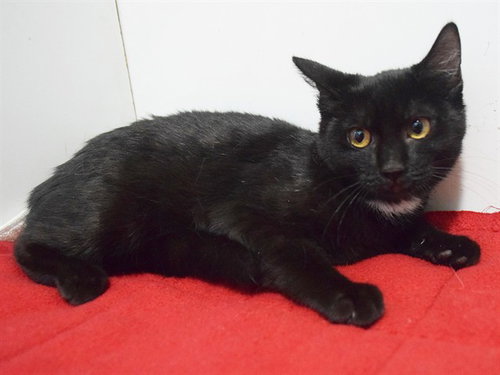 picture of the cat needing adoption