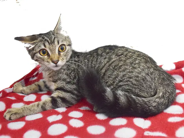 Sinead - Domestic Short Hair