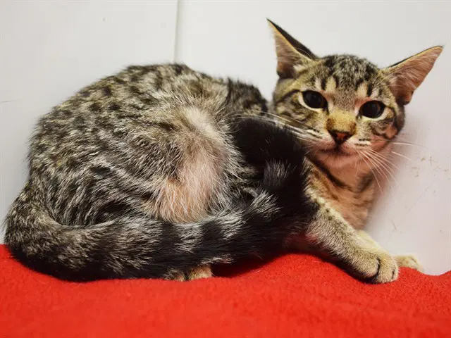 Sarasa - Domestic Short Hair