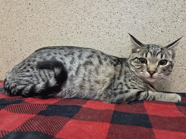 Sarasa - Domestic Short Hair