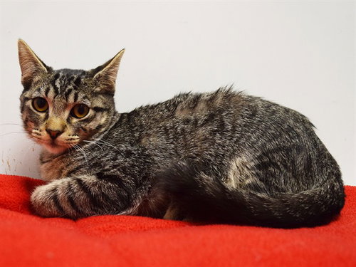 picture of the cat needing adoption