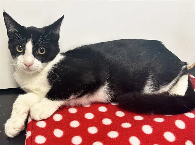 Kenny - Domestic Short Hair
