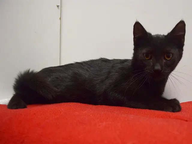 Nala - Domestic Short Hair