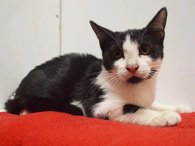 Pumbaa - Domestic Short Hair