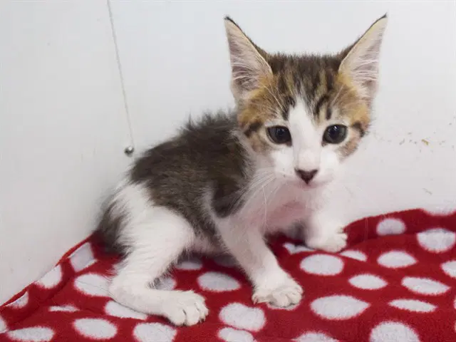 Lotus - Domestic Short Hair