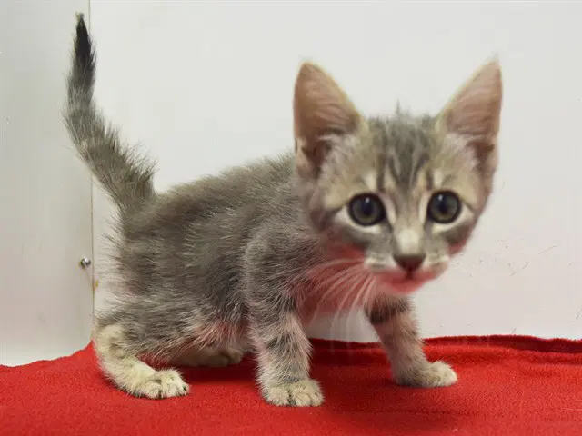 Unknown - Domestic Short Hair