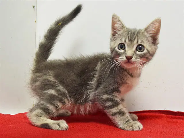 Unknown - Domestic Short Hair